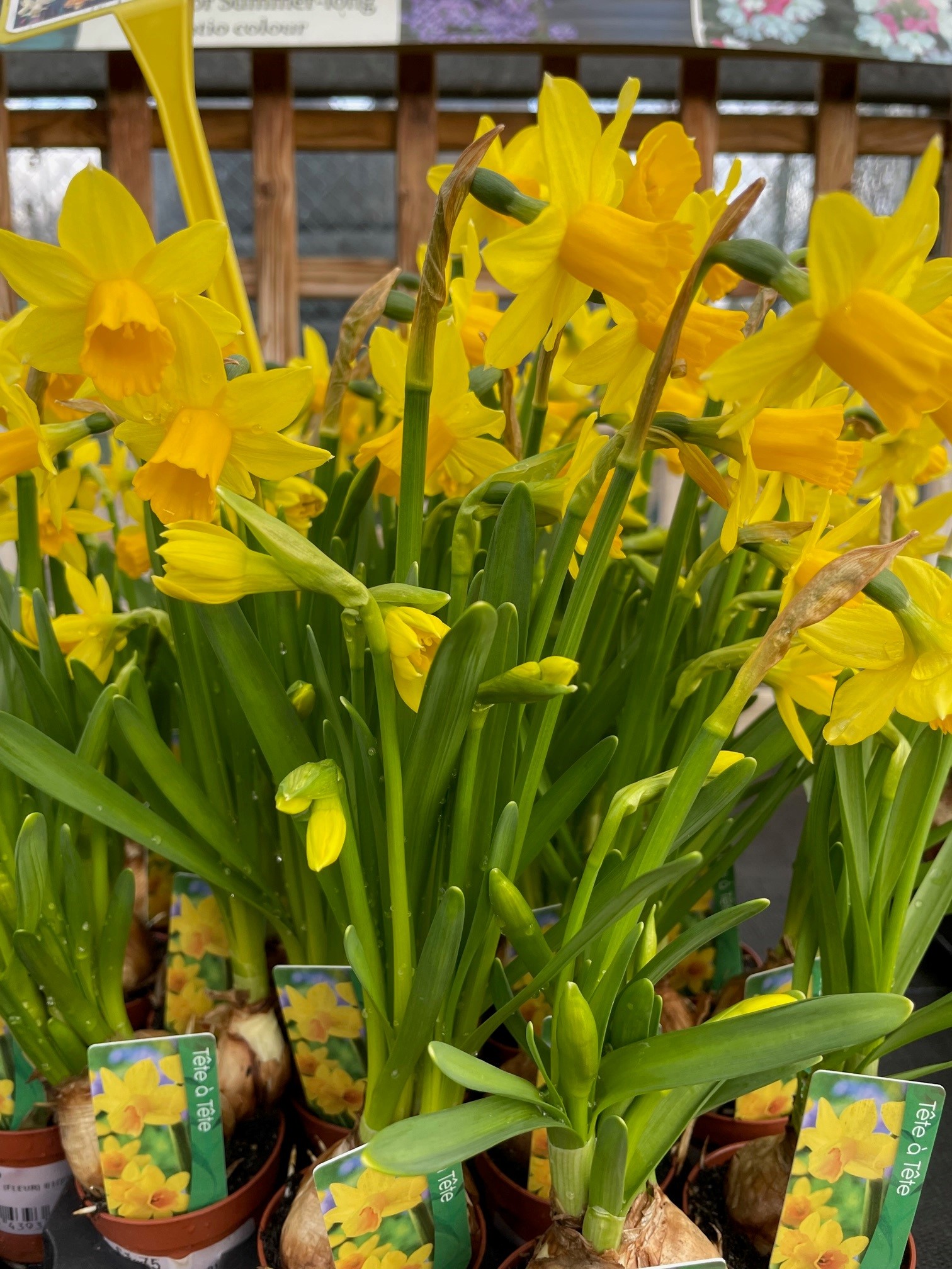 Updated Opening Times Twickenham Plant Centre