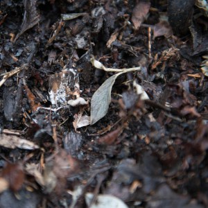 Mulch