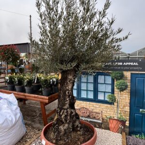 Olive Trees