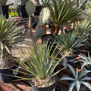 Plants Online
