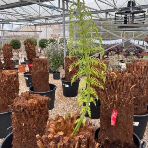 Tree Ferns