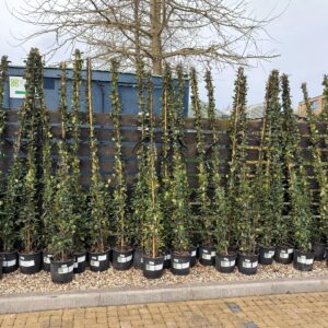 Climbers and Wall Plants