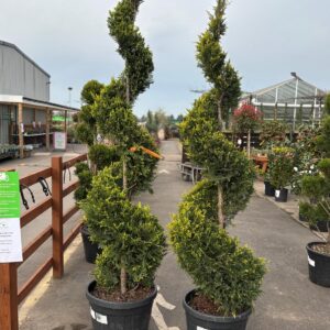 Topiary Plants