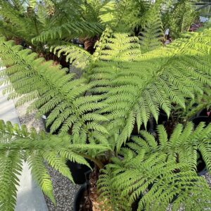 Tree Ferns