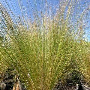 Grasses