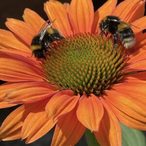 Herbaceous