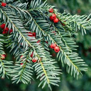 Taxus Baccata - 5L Pot