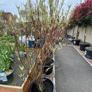 Cornus Alba Elegantissima 125-150cm RB