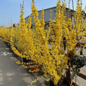 Forsythia int. Weekend