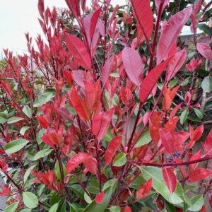 Photinia Red Robin 9Lt 100-125cm