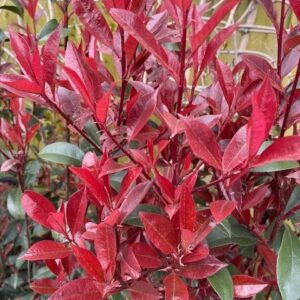 Photinia Fraseri Robusta Compacta 9L 100cm