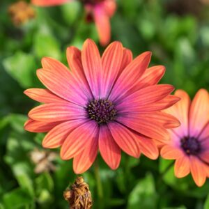 Osteospermum - Jumbo 6 Pack