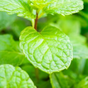 Mint Curled Spearmint