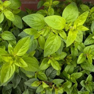 Oregano 1L Hot and Spicy