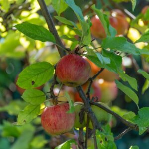 Malus d. Discovery Std 50cm 5L Patio