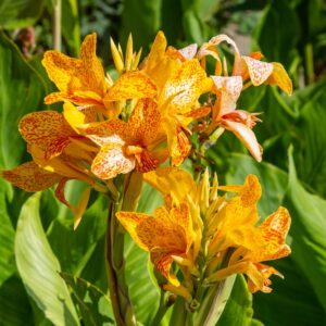 Canna in Varieties 12cm 5L
