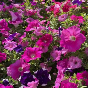 Petunia - Jumbo 6 Pack